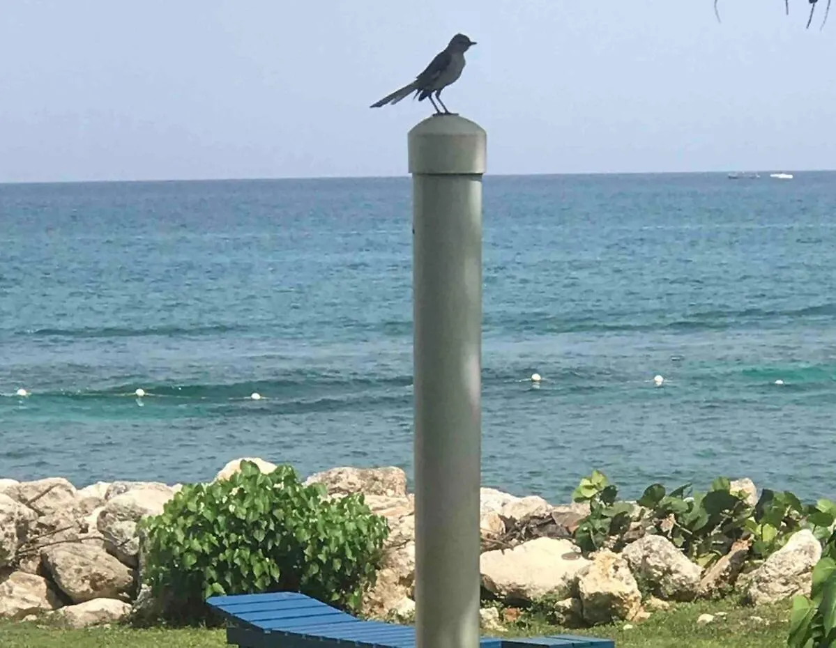 Apartment Negril Oceanview Escape - Beachfront Studio Orange Bay